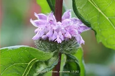 Phlomis tuberosa 'Amazone'