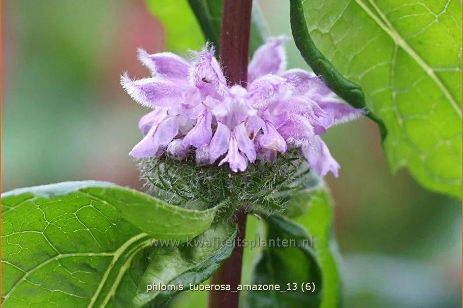 Phlomis tuberosa 'Amazone'