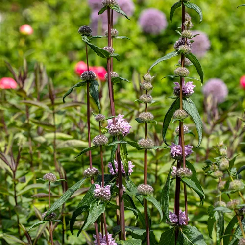 Phlomis tuberosa 'Amazone'