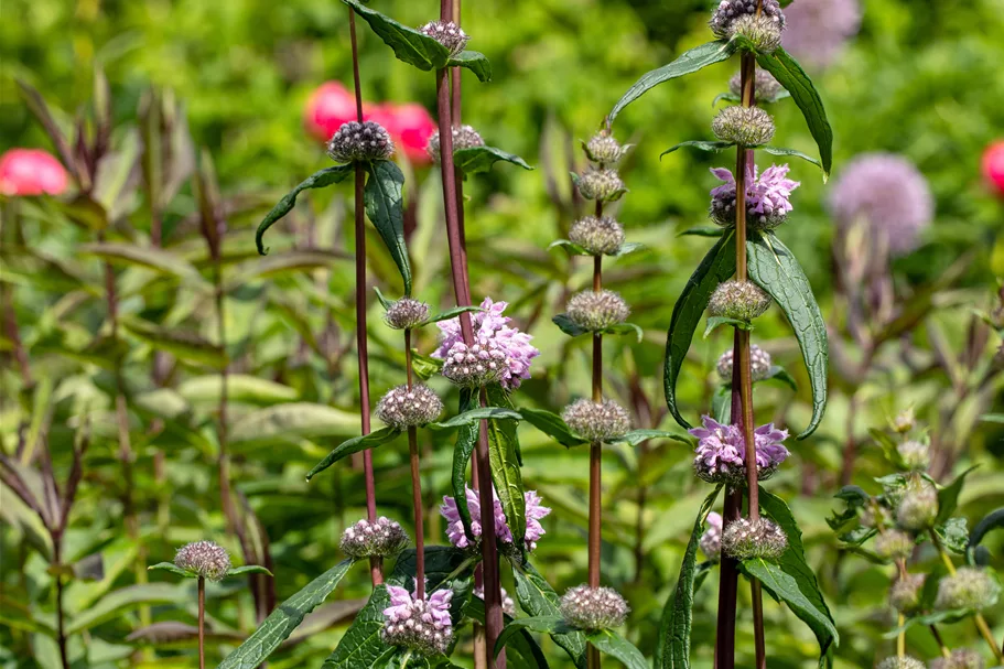 Phlomis tuberosa 'Amazone'