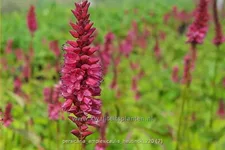 Persicaria amplexicaulis 'Heutinck'