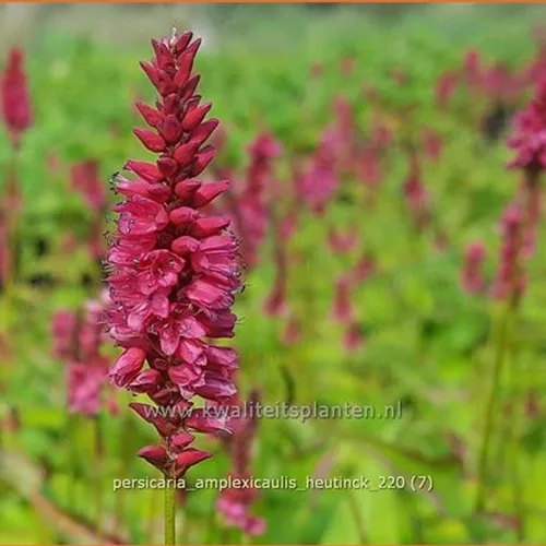 Persicaria amplexicaulis 'Heutinck'
