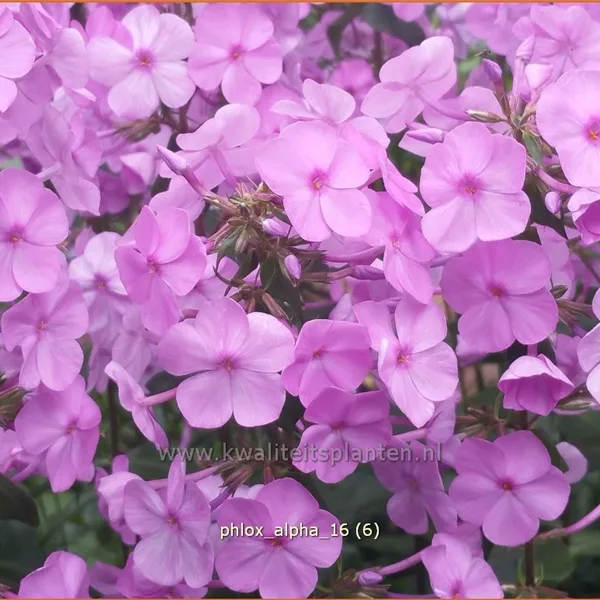 Phlox carolina 'Alpha'