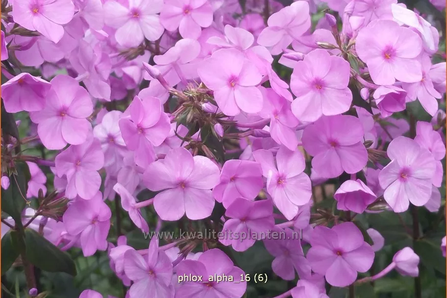Phlox carolina 'Alpha'