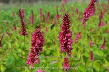 Persicaria amplexicaulis 'Heutinck'