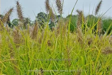 Pennisetum alopecuroides 'Hameln Gold'
