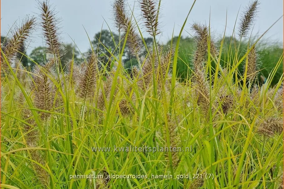 Pennisetum alopecuroides 'Hameln Gold'