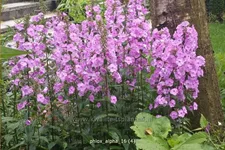 Phlox carolina 'Alpha'