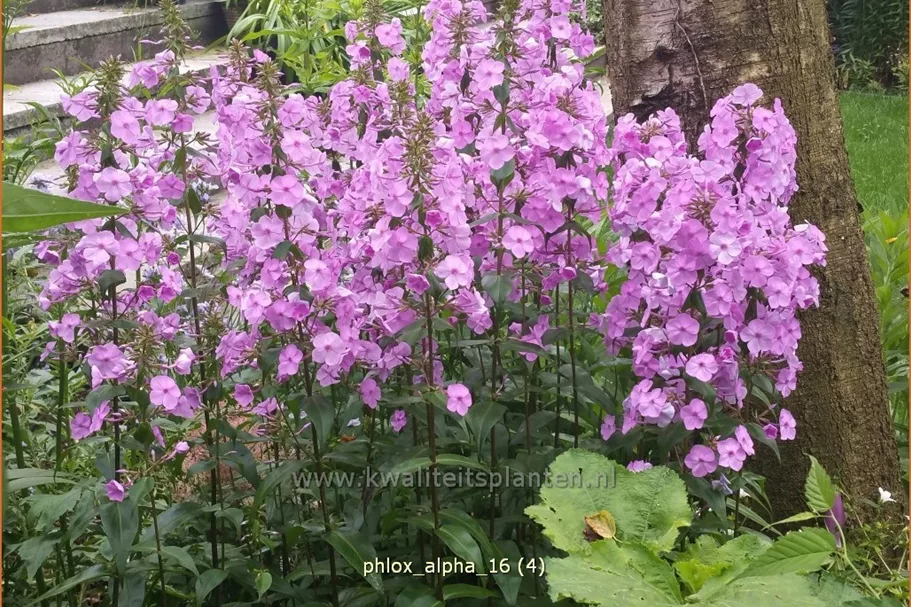 Phlox carolina 'Alpha'