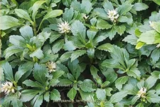 Pachysandra terminalis