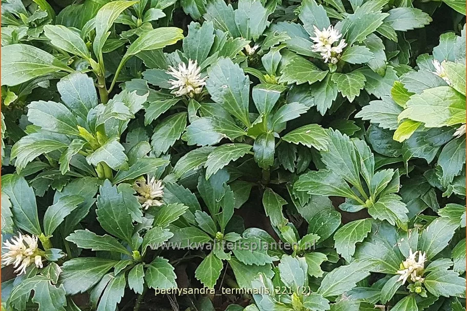 Pachysandra terminalis