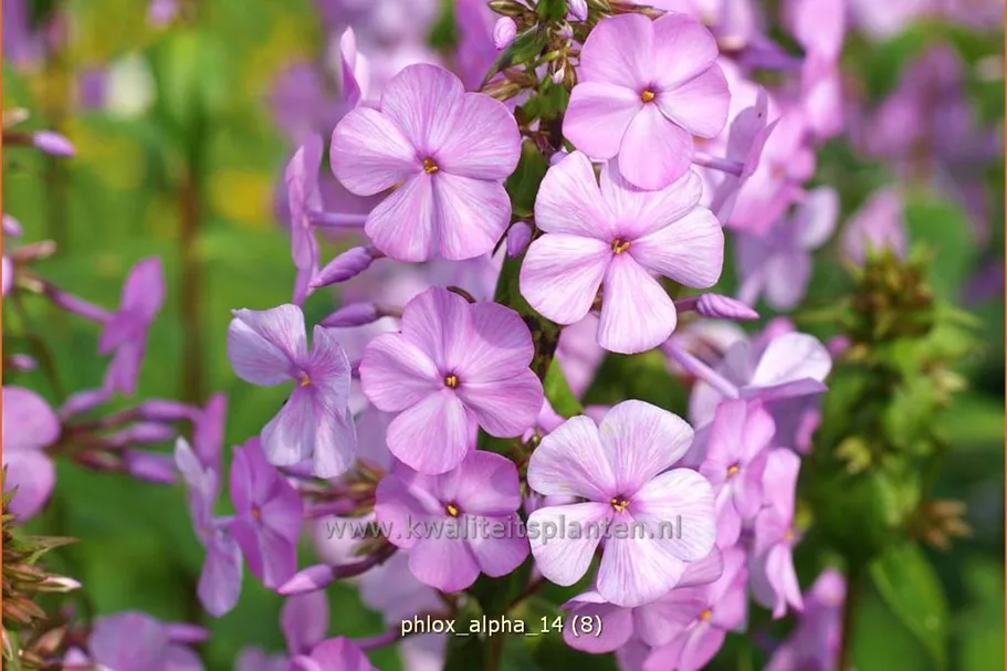 Phlox carolina 'Alpha'