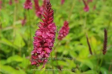 Persicaria amplexicaulis 'Heutinck'