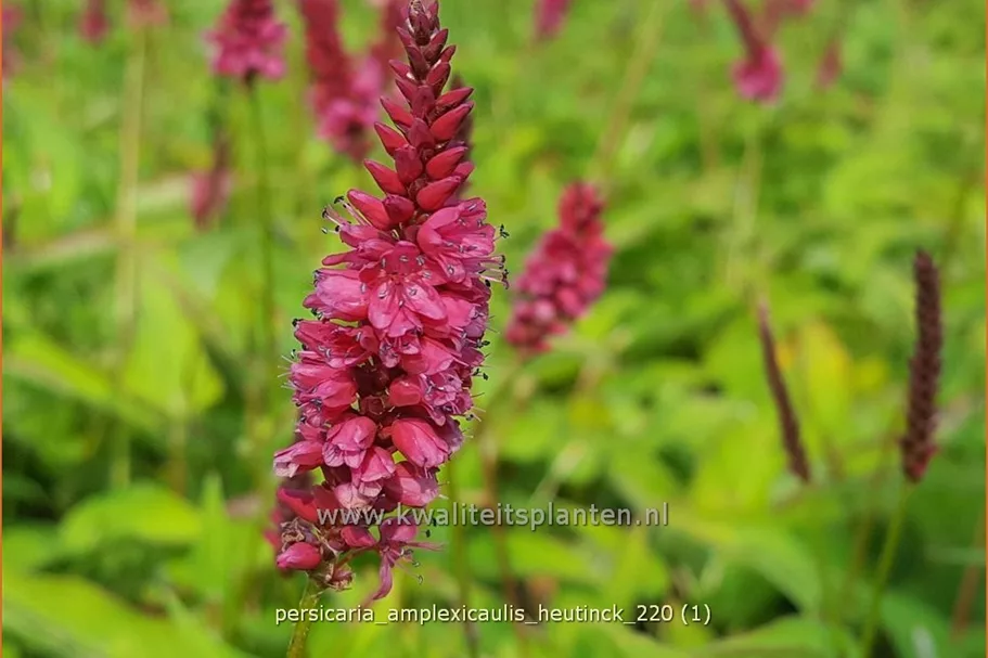 Persicaria amplexicaulis 'Heutinck'