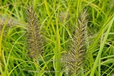 Pennisetum alopecuroides 'Hameln Gold'