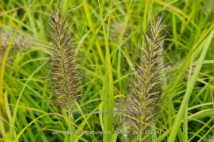 Pennisetum alopecuroides 'Hameln Gold'