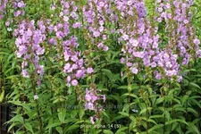 Phlox carolina 'Alpha'