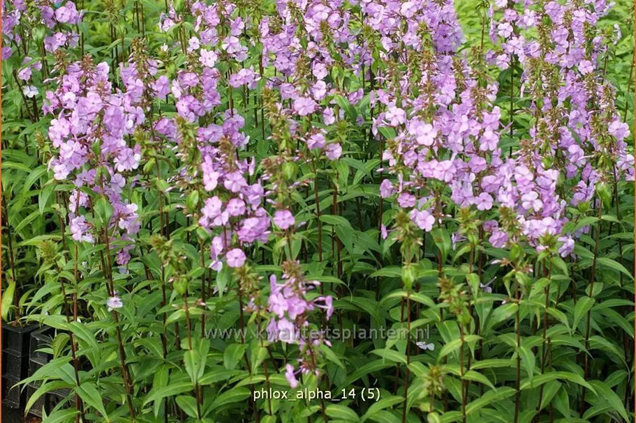 Phlox carolina 'Alpha'