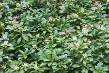 Pachysandra terminalis
