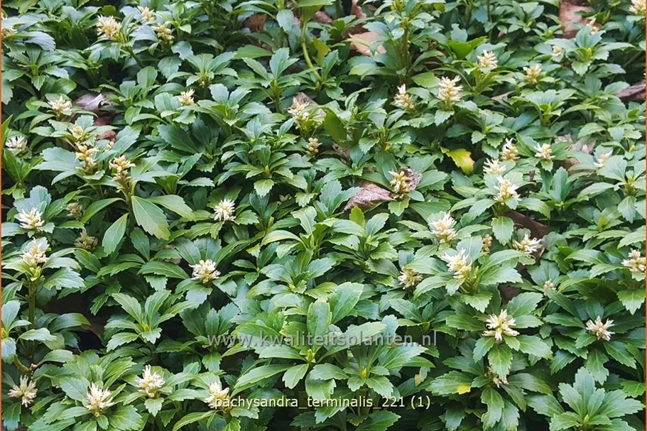 Pachysandra terminalis