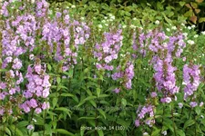 Phlox carolina 'Alpha'