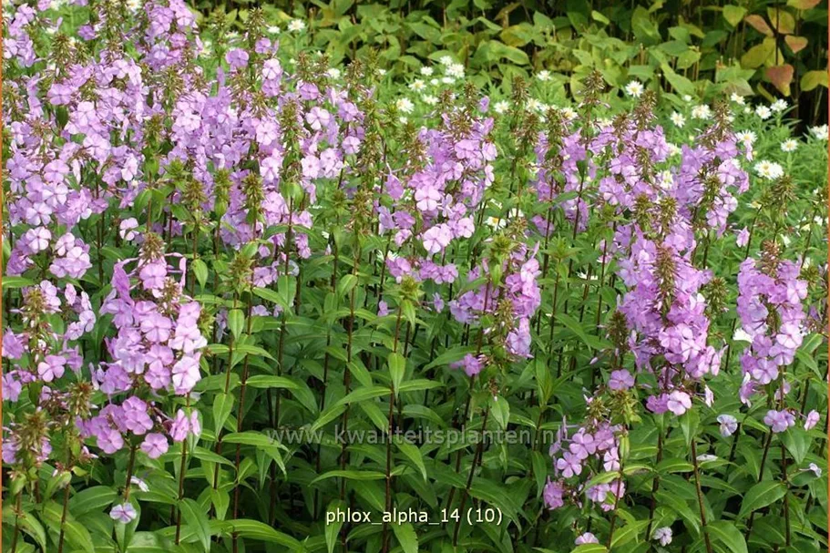 Phlox carolina 'Alpha'