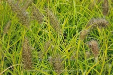 Pennisetum alopecuroides 'Hameln Gold'