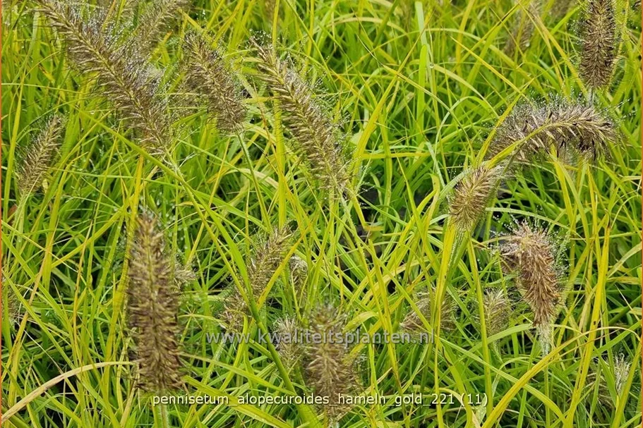 Pennisetum alopecuroides 'Hameln Gold'
