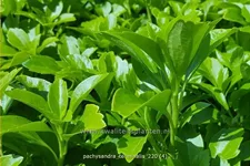 Pachysandra terminalis