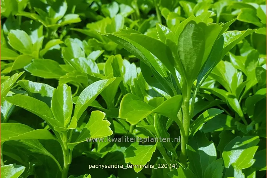 Pachysandra terminalis