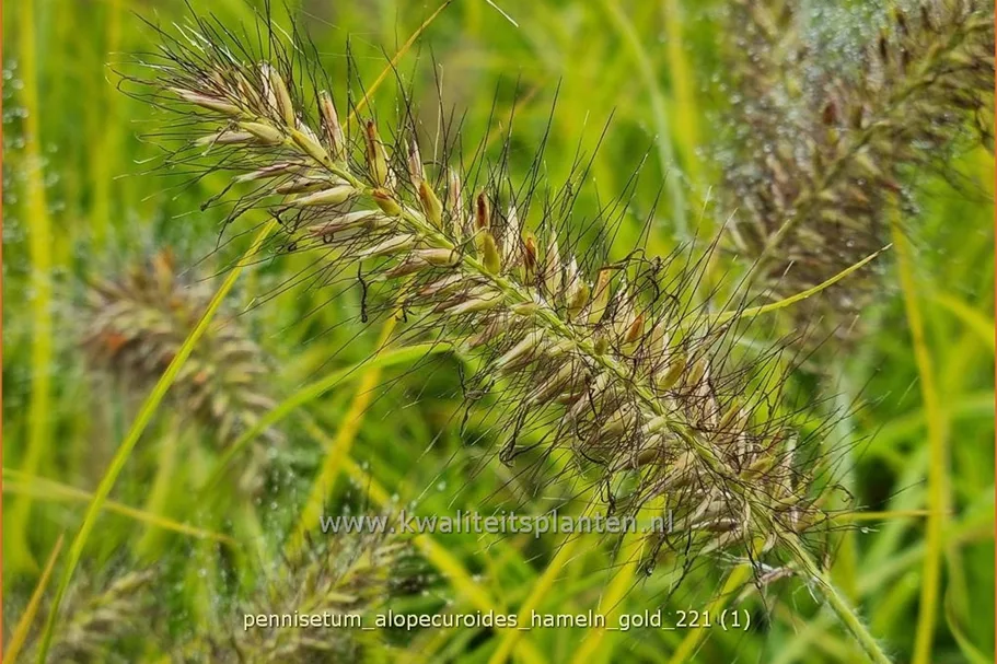 Pennisetum alopecuroides 'Hameln Gold'