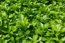 Pachysandra terminalis