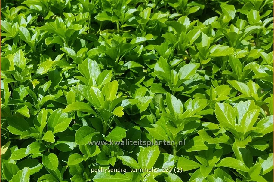 Pachysandra terminalis