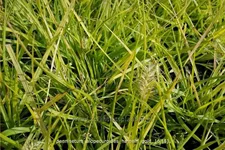 Pennisetum alopecuroides 'Hameln Gold'