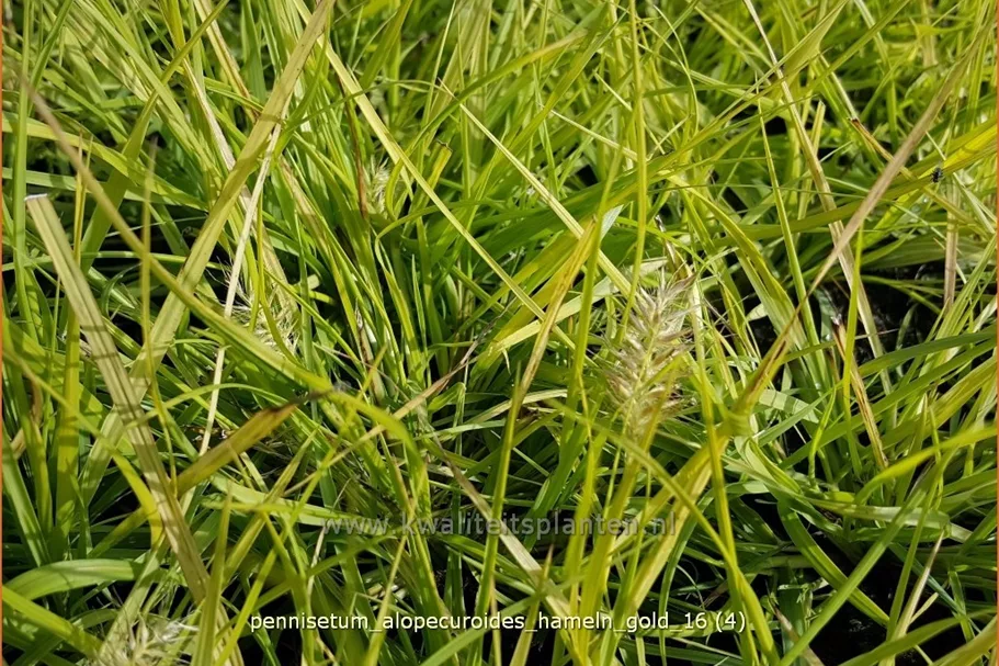 Pennisetum alopecuroides 'Hameln Gold'