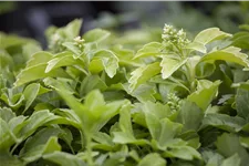 Pachysandra terminalis