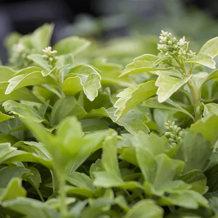 Pachysandra terminalis