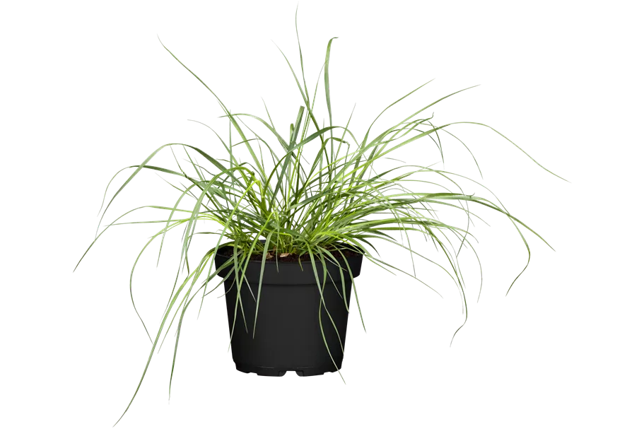 Pennisetum alopecuroides 'Hameln Gold'