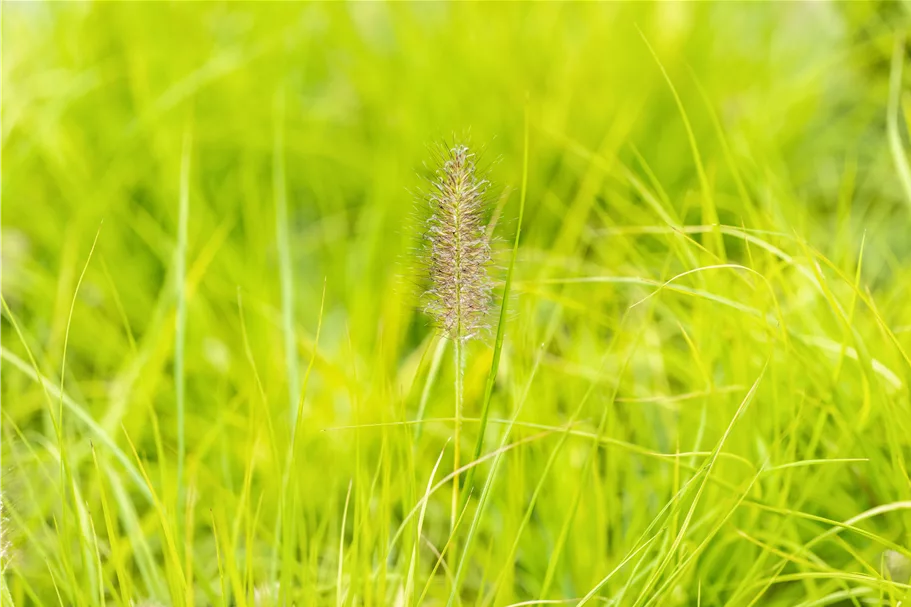 Pennisetum alopecuroides 'Hameln Gold'