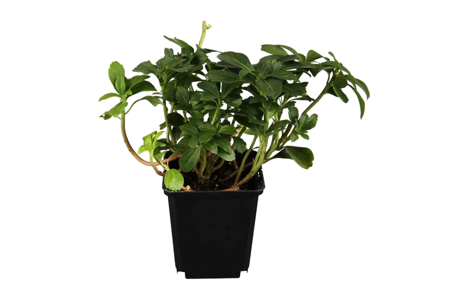 Pachysandra terminalis