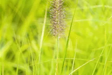 Pennisetum alopecuroides 'Hameln Gold'