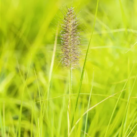 Pennisetum alopecuroides 'Hameln Gold'