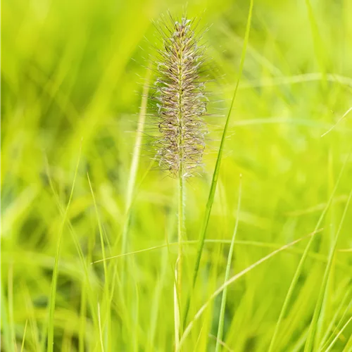 Pennisetum alopecuroides 'Hameln Gold'