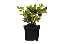 Pachysandra terminalis