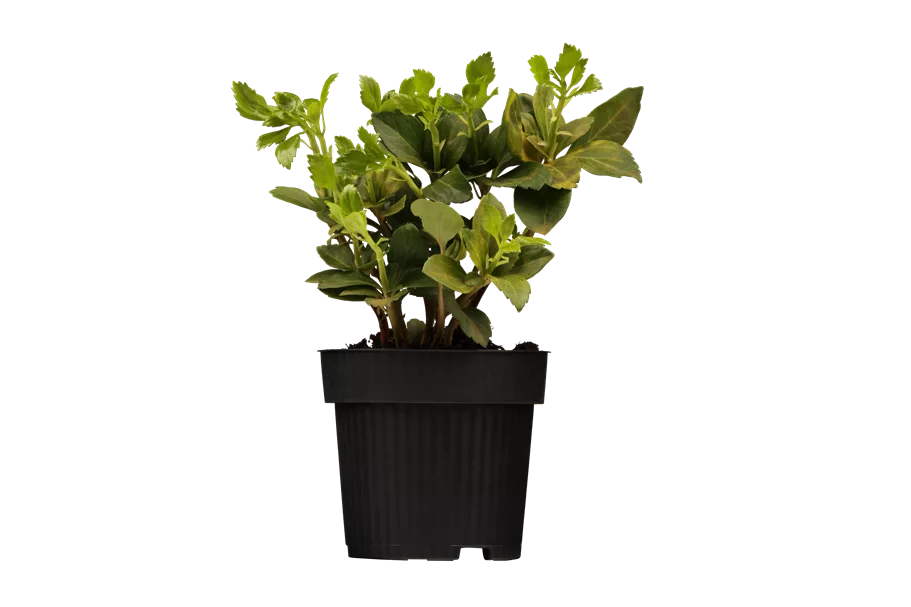 Pachysandra terminalis