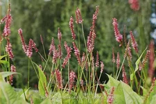 Persicaria amplexicaulis 'High Society'