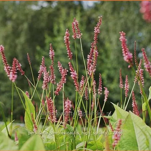 Persicaria amplexicaulis 'High Society'