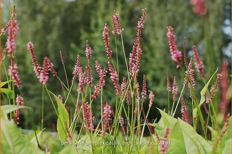 Persicaria amplexicaulis 'High Society'