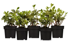 Pachysandra terminalis