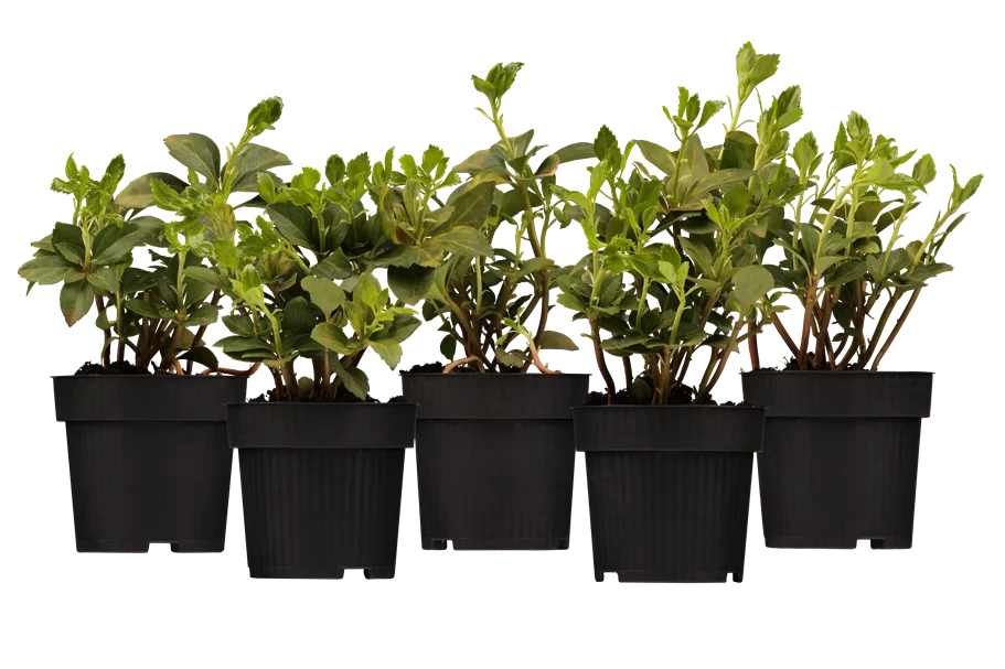 Pachysandra terminalis